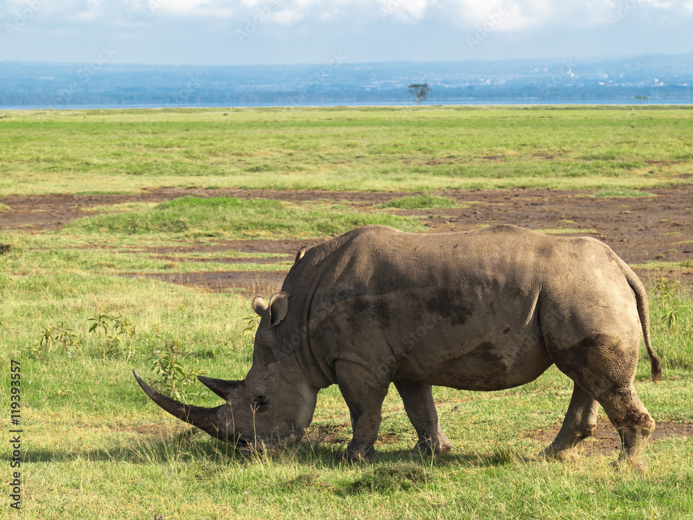 Adult rhino with two big horns grazing in a field with flowers on a background of trees and cloudy sky in the Nakuru National Park in Kenya Adult rhino with two big horns grazing in a field with flowers on a background of trees and cloudy sky in the Nakuru National Park in Kenya