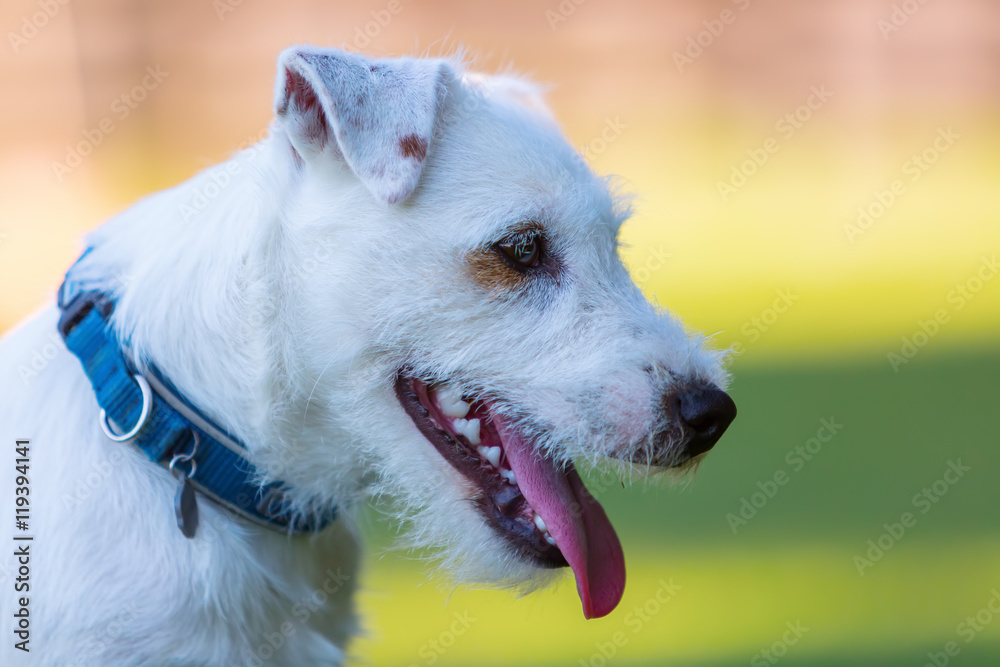 outdoor portrait of a Parson Russell Terrier