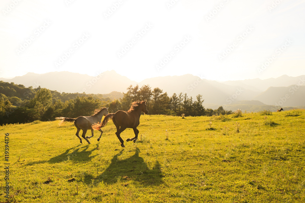 Fototapeta premium 北海道の馬
