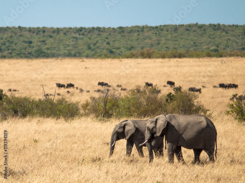 Two adult elephants walk across the savannah in Masai Mara National Park in Kenya herds of wildebeest and background of green trees with sky