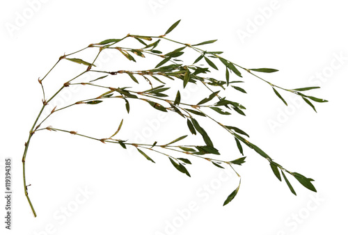  knotweed grass isolated © aarud