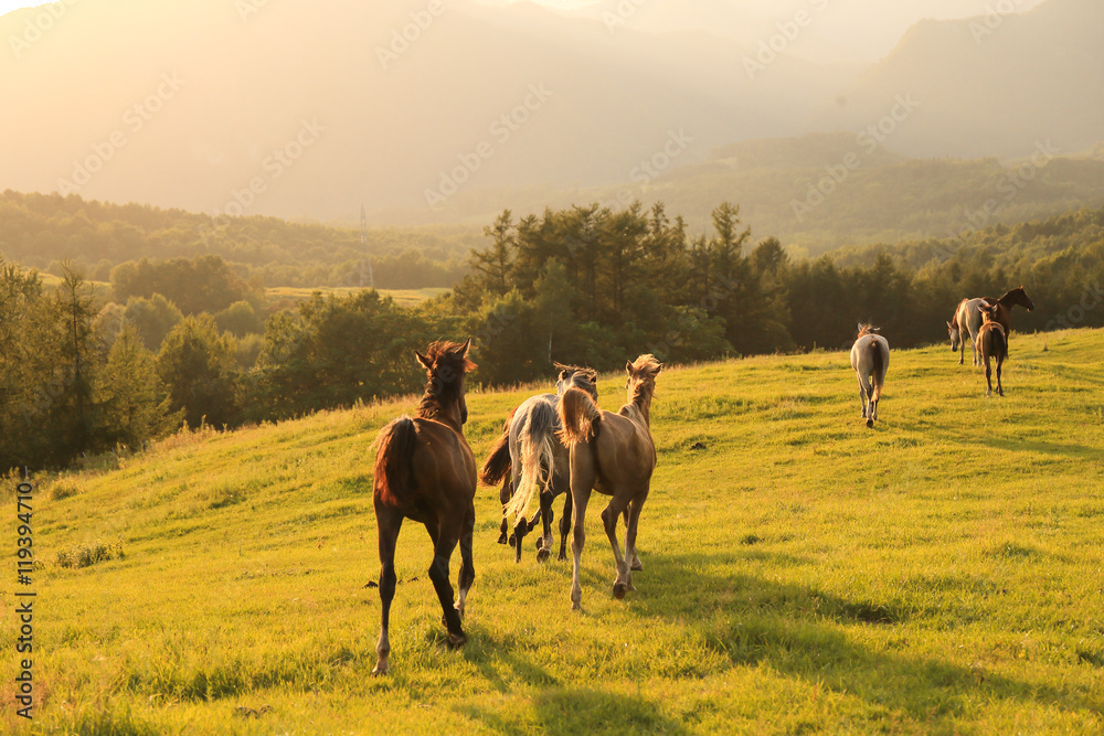 Obraz premium 北海道の馬