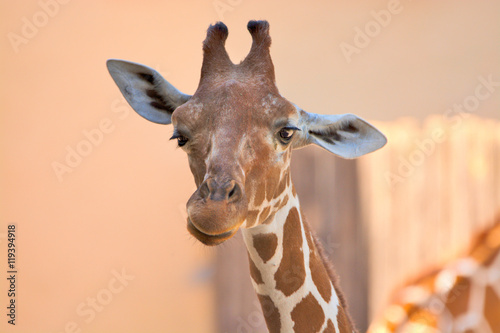 Giraffa camelopardalis (giraffe)