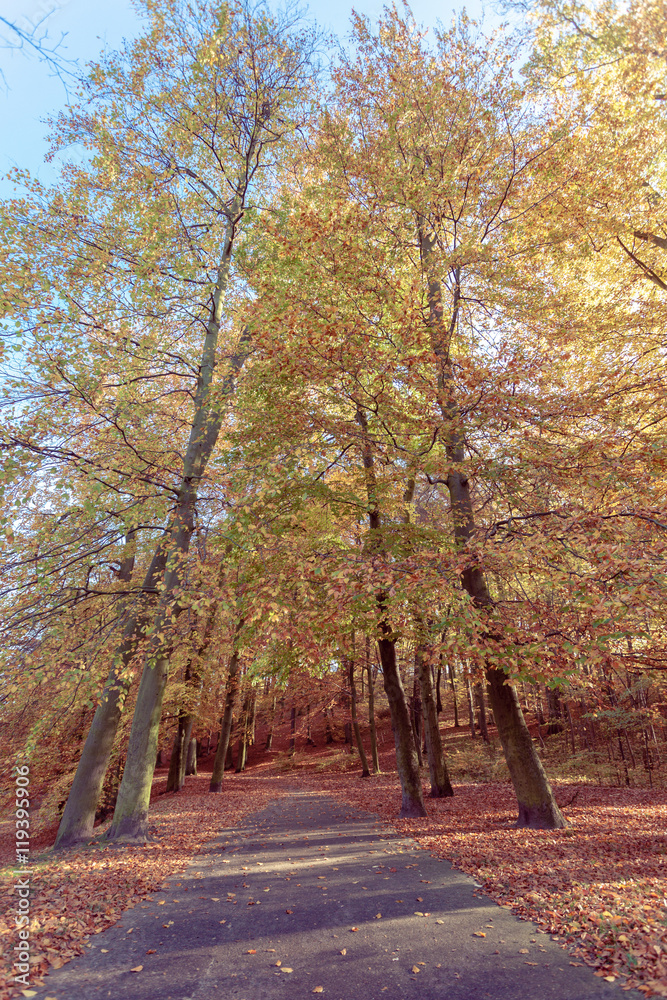 Colorful autumn in park.