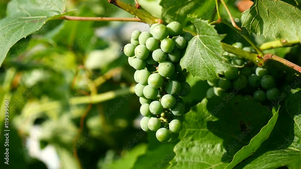 green branch of a large video grape green branch of a large video grape