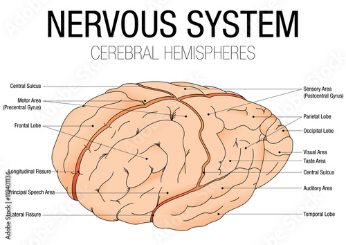 NERVOUS SYSTEM - CEREBRAL HEMISPHERES - Vector image