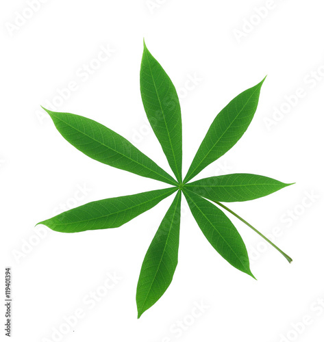 seven point pot leaf(Cassava leaves) isolated on white
