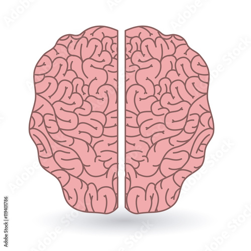 brain human organ isolated icon vector illustration design