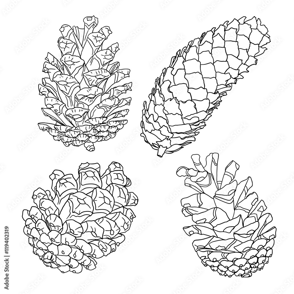Fototapeta premium Set of sketch hand drawing pine cones on white background. Collection of Christmas hand drawn fir cones. Male, female conifer cones of various trees cedars, firs, hemlocks, larches, pines and spruces.