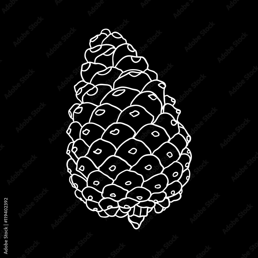 Vector hand drawing black and white realistic illustration of pine cone, fir cone with open shells. Vector hand drawing black and white realistic illustration of pine cone, fir cone with open shells.