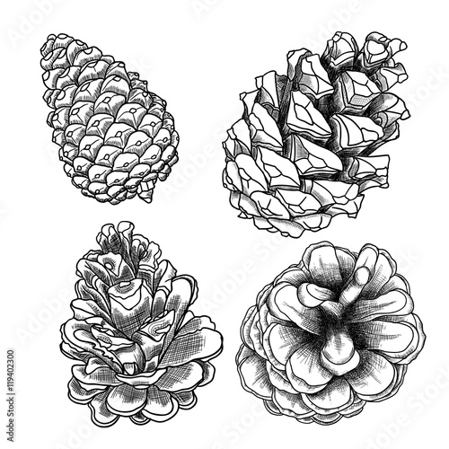 Set of sketch hand drawing pine cones on white background. Collection of Christmas hand drawn fir cones. Male, female conifer cones of various trees cedars, firs, hemlocks, larches, pines and spruces.