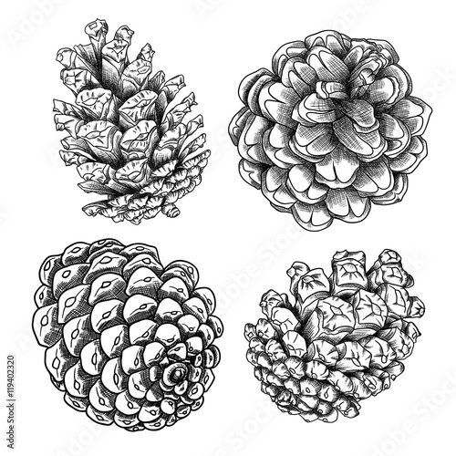 Set of sketch hand drawing pine cones on white background. Collection of Christmas hand drawn fir cones. Male, female conifer cones of various trees cedars, firs, hemlocks, larches, pines and spruces.