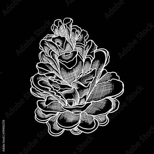 Vector hand drawing black and white realistic illustration of pine cone, fir cone with open shells.