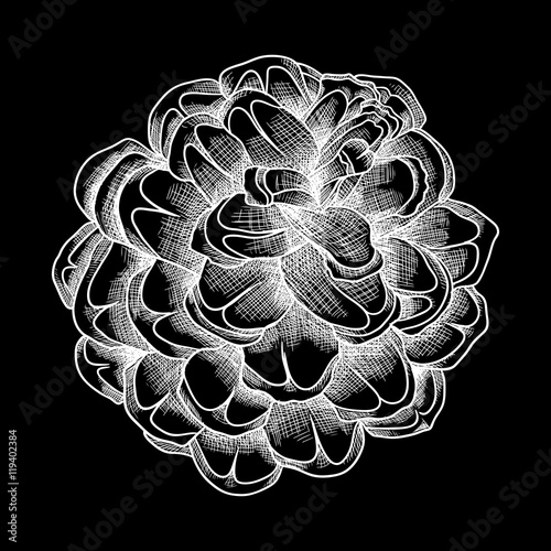 Hand drawing pine cone. Pinecone drawing.  Decoration of greeting cards or holiday background. Highly detailed classic, ink art in engraved style, Spruce. Black and white realistic illustration.