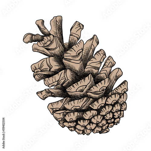 Conifer cone, pine cone, hand drawing in color pinecone with open scales