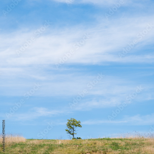 Lone tree in the grassland