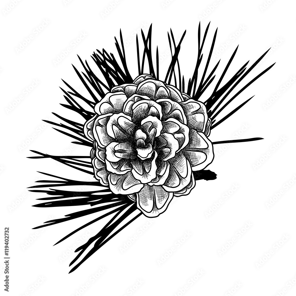 Sketch hand drawing pine cone on tree branch with needles on white background. Christmas hand drawn fir cone. Conifer cone on the tree, cedars, firs, hemlocks, larches, pines or spruces. Sketch hand drawing pine cone on tree branch with needles on white background. Christmas hand drawn fir cone. Conifer cone on the tree, cedars, firs, hemlocks, larches, pines or spruces.