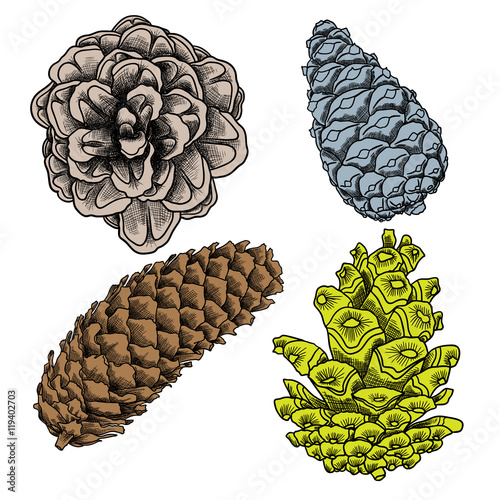 Hand drawing collection of pine cones. Forest vintage elements set of pine, spruce cones. Various color Male and female conifer cones of various trees cedars, firs, hemlocks, larches, pines, spruces.