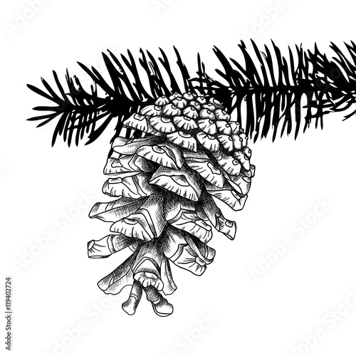 Sketch hand drawing pine cone on tree branch with needles on white background. Christmas hand drawn fir cone. Conifer cone on the tree, cedars, firs, hemlocks, larches, pines or spruces.