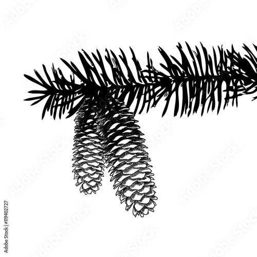 Sketch hand drawing pine cone on tree branch with needles on white background. Christmas hand drawn fir cone. Conifer cone on the tree, cedars, firs, hemlocks, larches, pines or spruces.