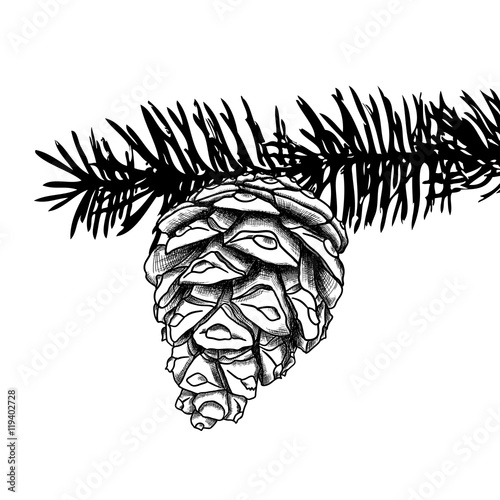 Sketch hand drawing pine cone on tree branch with needles on white background. Christmas hand drawn fir cone. Conifer cone on the tree, cedars, firs, hemlocks, larches, pines or spruces.