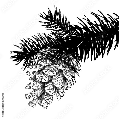 Sketch hand drawing pine cone on tree branch with needles on white background. Christmas hand drawn fir cone. Conifer cone on the tree, cedars, firs, hemlocks, larches, pines or spruces.