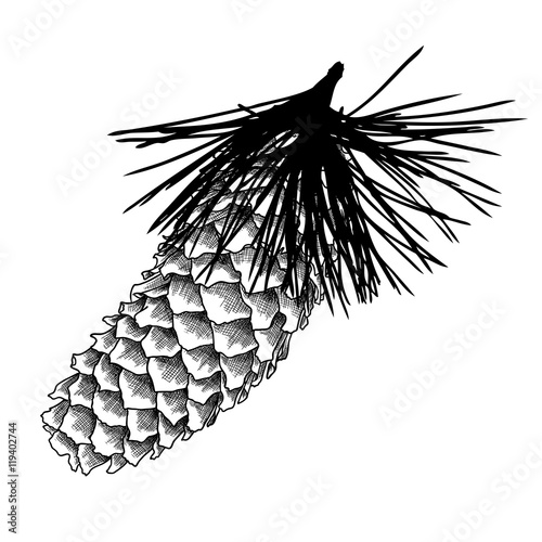 Sketch hand drawing pine cone on tree branch with needles on white background. Christmas hand drawn fir cone. Conifer cone on the tree, cedars, firs, hemlocks, larches, pines or spruces.