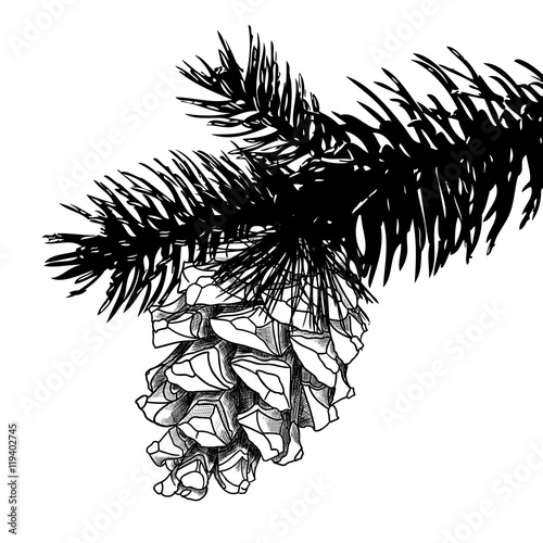 Sketch hand drawing pine cone on tree branch with needles on white background. Christmas hand drawn fir cone. Conifer cone on the tree, cedars, firs, hemlocks, larches, pines or spruces.