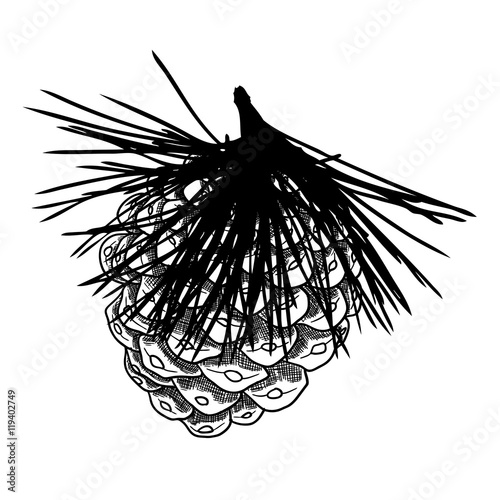 Sketch hand drawing pine cone on tree branch with needles on white background. Christmas hand drawn fir cone. Conifer cone on the tree, cedars, firs, hemlocks, larches, pines or spruces.