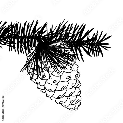 Conifer cone on pine tree branches, pine cone, hand drawing in color pinecone with open scales on branches with needles. 