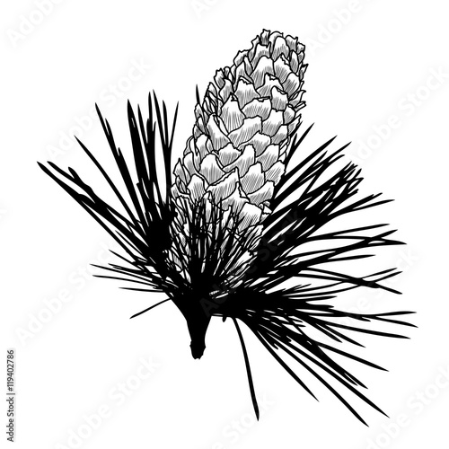 Conifer cone on pine tree branches, pine cone, hand drawing in color pinecone with open scales on branches with needles. 