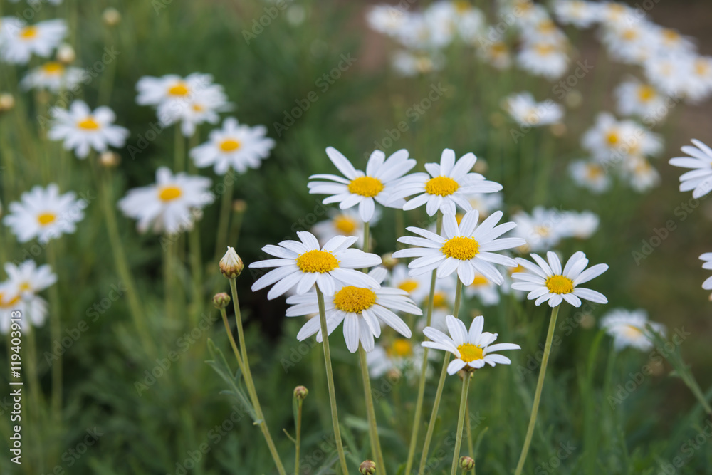 white and yellow  small flowers in garden