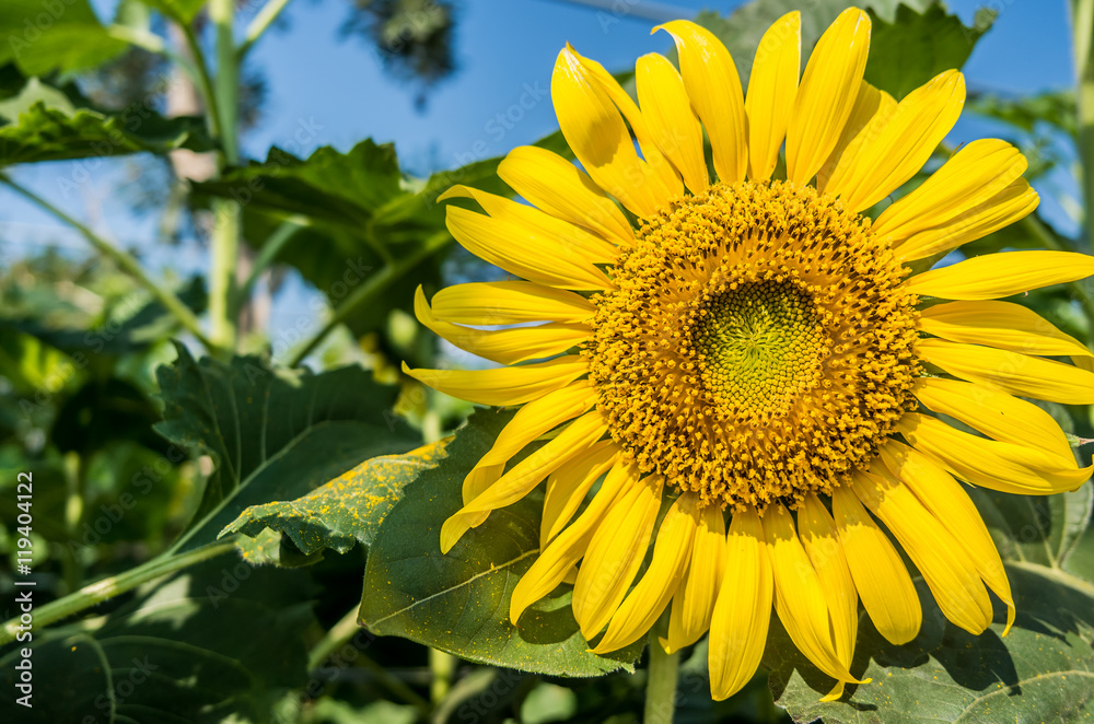 Sunflower in the field Sunflower in the field