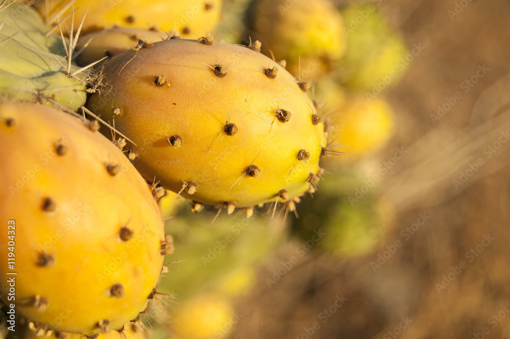 Macro Prickly Pear fruit on the right