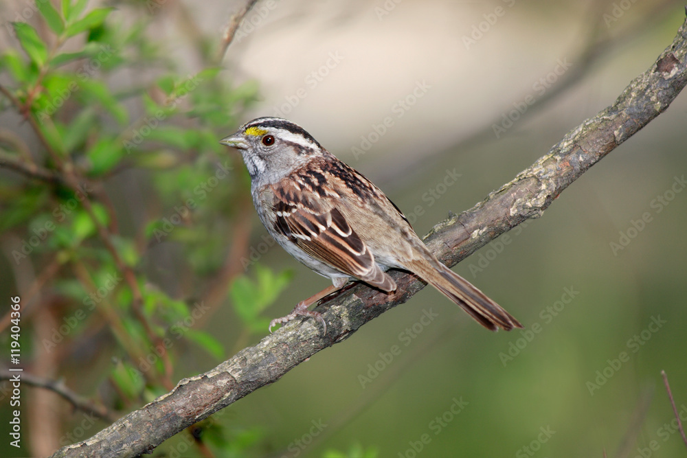 Fototapeta premium Savannah Sparrow