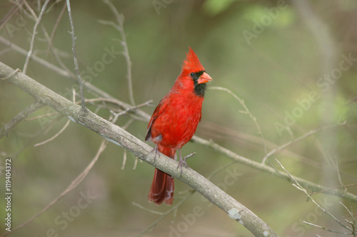 Northern Cardinal © Doug Lemke