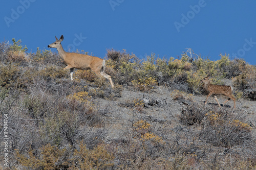 Mother and baby deer  (white-tailed deer and her fawn) in the Sierra Nevada, close to Panum Crater (CA) © ranchorunner