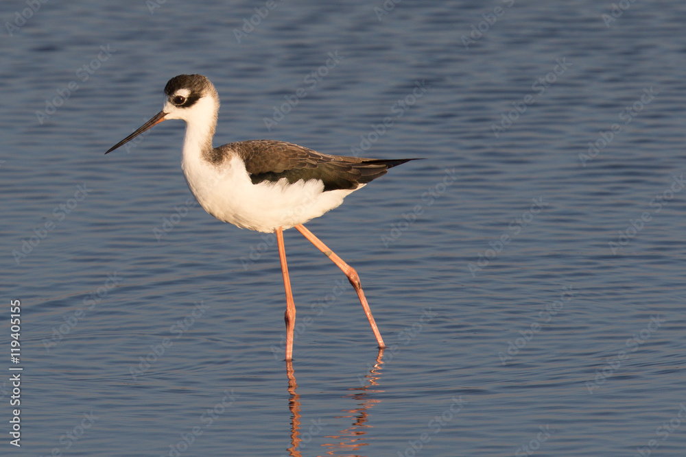 Obraz premium American Avocet, seen in a North California marsh