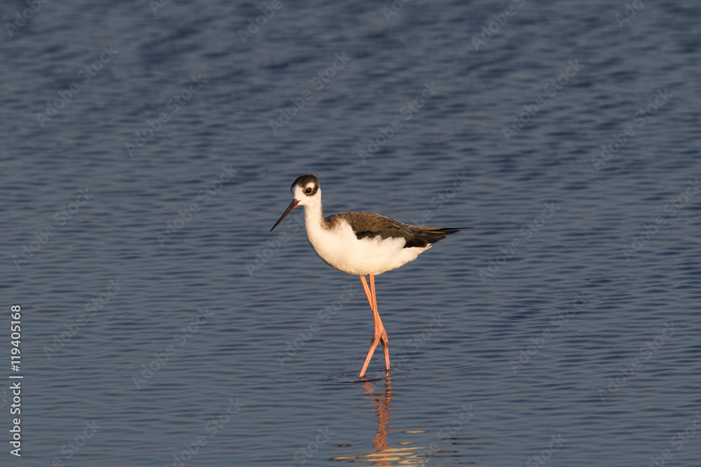 American Avocet, seen in a North California marsh American Avocet, seen in a North California marsh