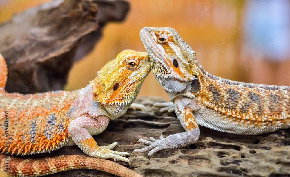 Fototapeta premium Iguana with spiky skin
