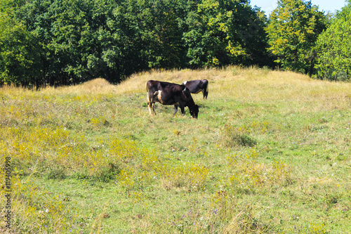 Cow on the meadow