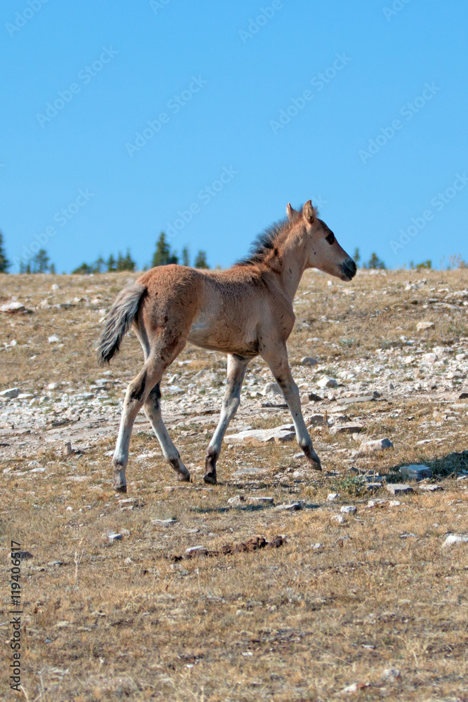 Dun Foal on Sykes Ridge on BLM (Bureau of Land Management) land in the Pryor Mountains in Montana – Wyoming USA Dun Foal on Sykes Ridge on BLM (Bureau of Land Management) land in the Pryor Mountains in Montana – Wyoming USA