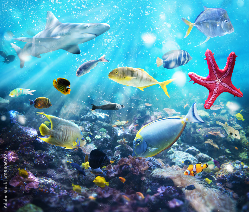 Fototapeta premium Marine life