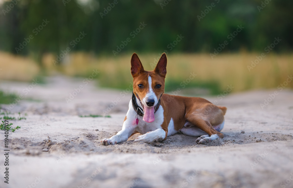 Basenji dog walking in the park