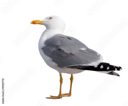 birds, animals, isolated, white, beak, seagull, pets, feather, no, on, view, foot, shot, out, studio, people, one, gray, standing, cut, looking, vertebrate, wildlife, profile, argentatus, clipping