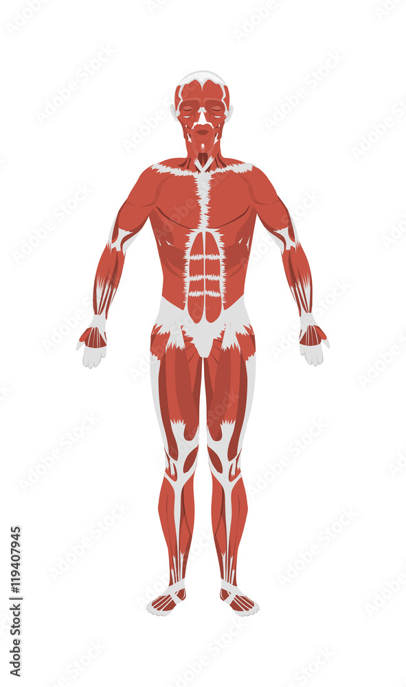 Human muscles anatomy. Male body muscles. All kinds of muscles like extensor, psoas and vastus.