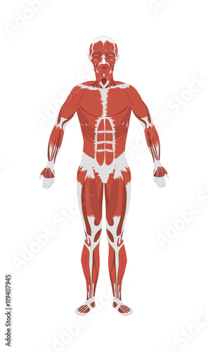 Human muscles anatomy. Male body muscles. All kinds of muscles like extensor, psoas and vastus.