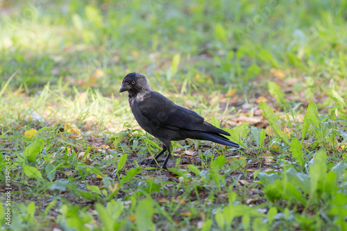 jackdaw in the green grass