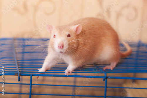 portrait of ginger rat