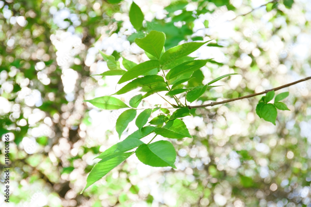 Green foliage, closeup Green foliage, closeup